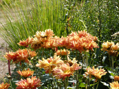 2018-08-25 Chrysanthemum 'Rotfuchs'.jpg