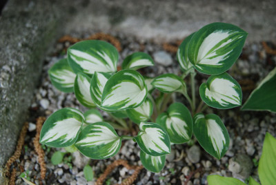 hosta_pandoras_box1.jpg