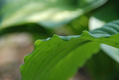 hosta_niagara_falls.jpg