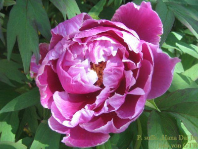 P._suffr.Hana_Dai_Jin_45151.jpg