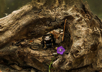 frosch.jpg
