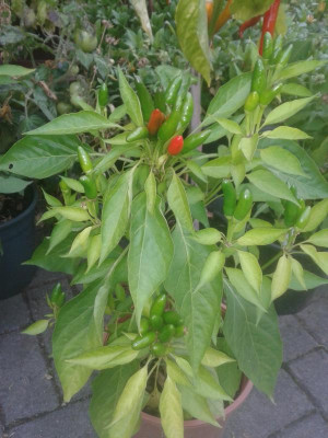 20180827_190431.jpg