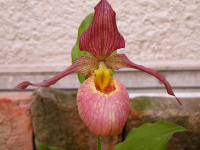 k-DSCN1212.JPG