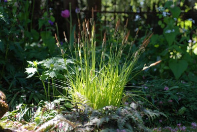 Carex-Bowles-Golden-k.jpg