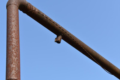 Ochsenbach, Pflaumen 023.JPG