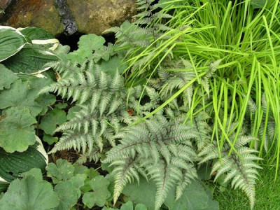 Athyrium-Silver-Falls-2.jpg
