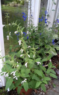 20180828_Salvia patens.jpg