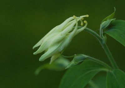 Aquilegia-caerulea-Kristall.jpg