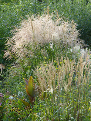 2018-08-28 Miscanthus 'Vorläufer' und 'Haiku'.jpg
