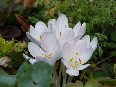2018-08-28 Colchicum byzantinum 'Album' 1.jpg