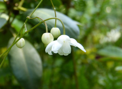 2018-08-28 Anemonopsis macrophylla 'White Swan'.jpg