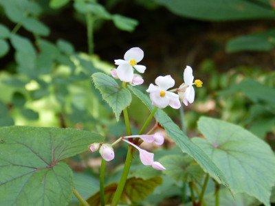2018-08-28 Begonia grandis var. Evansiana.jpg