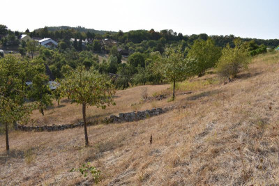 Ochsenbach, Pflaumen 019.JPG