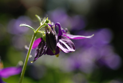 Violettorgie.jpg