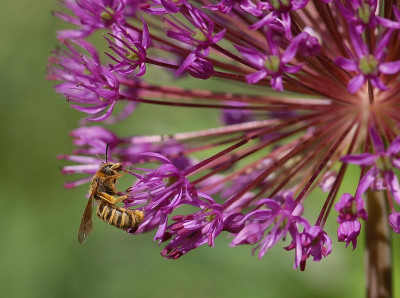 Allium-Biene-300407.jpg