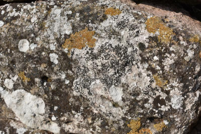 Ochsenbach, Pflaumen 027.JPG