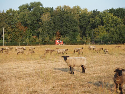 Schafe 29.8.18 ue.JPG