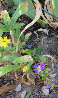 Trockenblume1.jpg