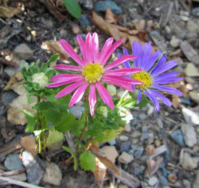 Trockenblume2.jpg