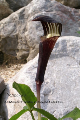 A.sik-Hybrid.JPG