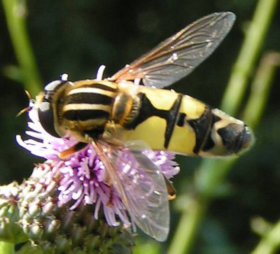 Helophilus_trivittatus_-_Grosse_Sumpfschwebfliege_01.jpg