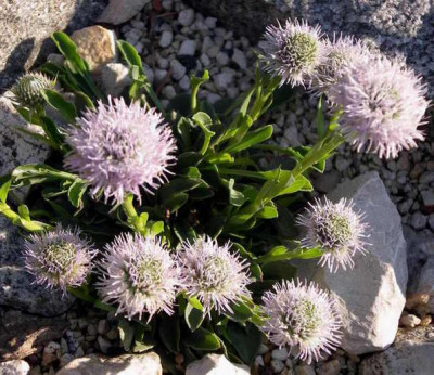 Globularia_valentina_2007-04-27.JPG