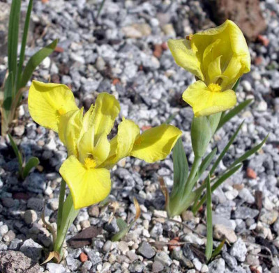 Iris_humilis_2007-04-29.JPG