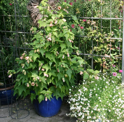 Rosentempel2018.JPG