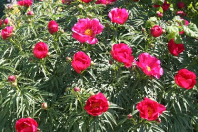 paeonia.JPG