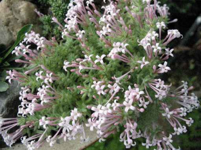 30.4.07._Asperula_arcadiensis__061.JPG