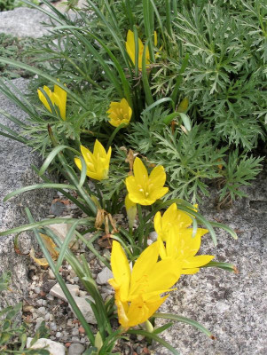 Sternbergia 29.08.18.JPG