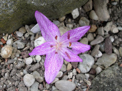 Colchicum x agrippinum 29.08.18.JPG