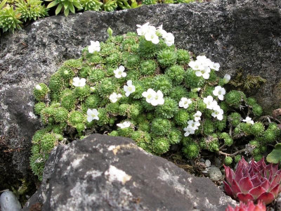 Petrocallis pyrenaica 29.08.18.JPG