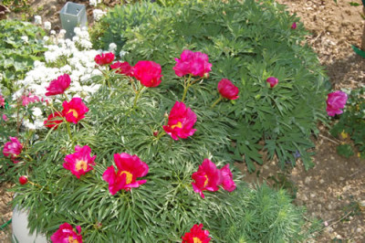 P._smouthii_R_1648.jpg