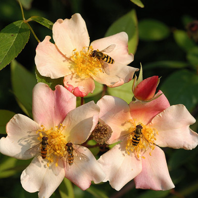mutabilis_hochbetrieb_6403.jpg