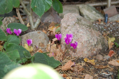 DSC_0746.JPG