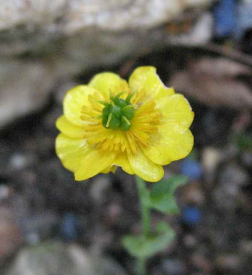 30.4.07._Ranunculus_thora_003.JPG