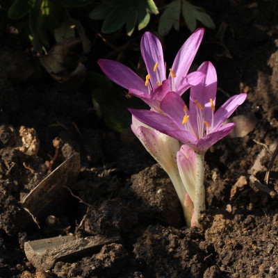 GidW - C c Purpureum.jpg