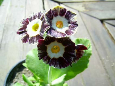 Pin_Stripe_PIC_0033.jpg