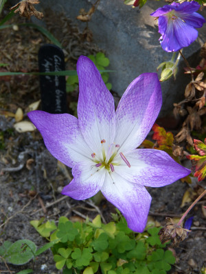 2018-08-29 Colchicum 'Apollo'.jpg
