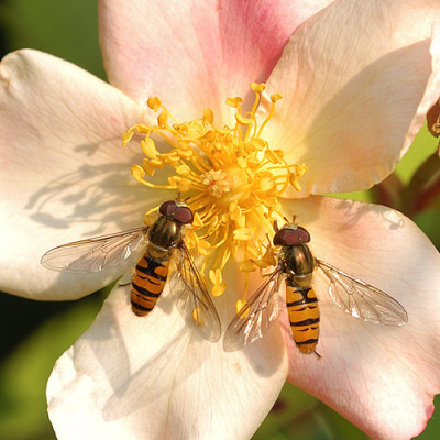 mutabilis_hochbetrieb_6402.jpg