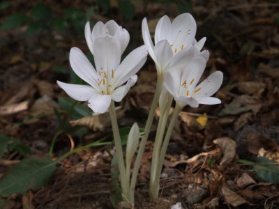 DSCF5523.JPG
