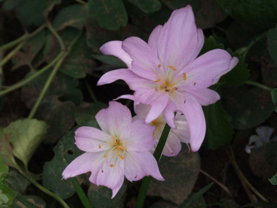 DSCF5528.JPG