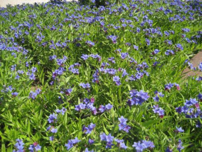 Bugloss.jpg