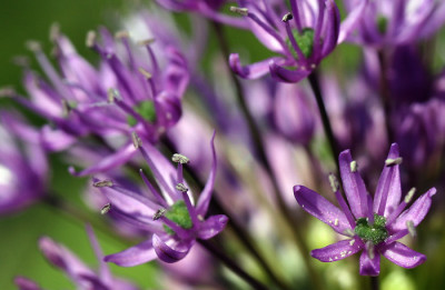 Allium-Ansicht-1.jpg