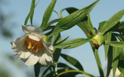 paeonia_emodii_5024.jpg