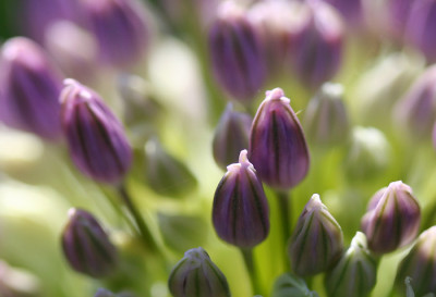 Allium-Ansicht-2.jpg