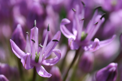 Allium-Ansicht-3.jpg