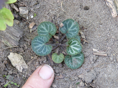 2018-08-29 Saxifraga.jpg