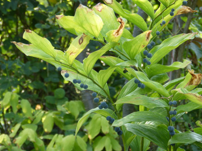 2018-08-28 Polygonatum Beeren 3.jpg